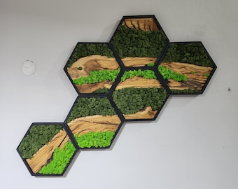 Hexagon Preserved Moss Wall Art: Olive Wood Frame, Black Finish