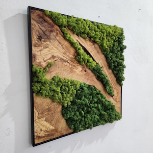 Custom Made Moss and Olive Wood Wall Art, Metal Frame Moss Wall Decor, Olive Wood and Moss Wall Art Preserved Stabilized Moss Wall Decor image 2