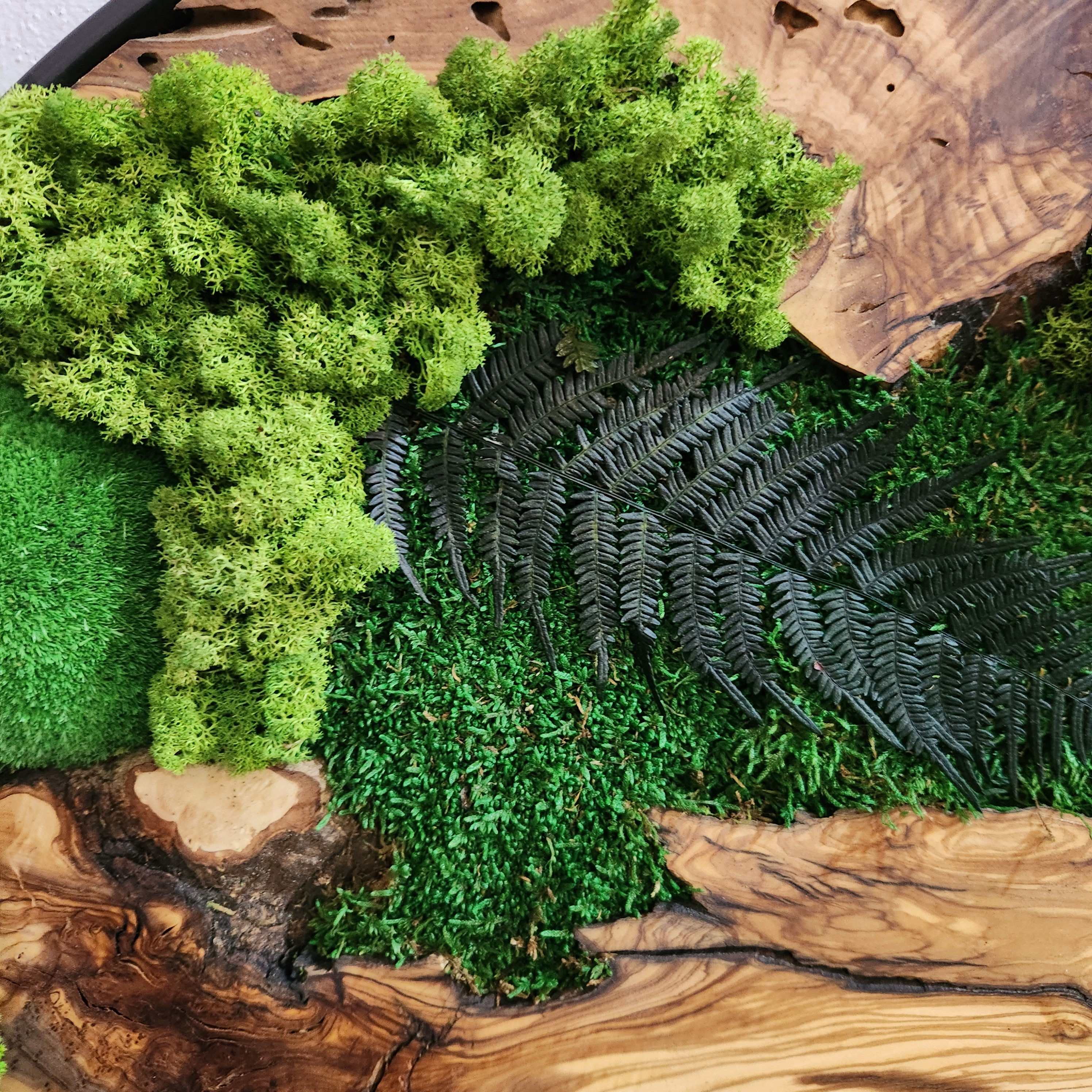Custom Made Moss and Olive Wood Wall Art, Metal Frame Moss Wall Decor, Olive Wood and Moss Wall Art- Preserved Stabilized Moss Wall Decor