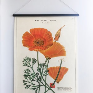 Vintage-Style California Poppy Poster Ready-to-Hang