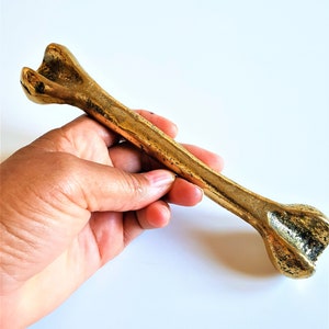 Gold toned Femur Anatomy and Anatomical- Leg Bone, Bone, Tibia Contemporary Decorative Object, Golden Femur in Cast Brass