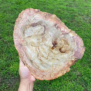 Large Petrified Wood