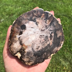 Petrified Wood