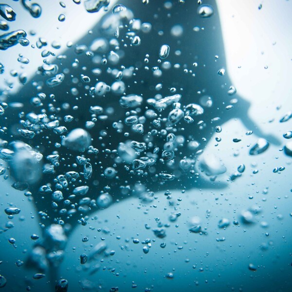Manta ray, bubbles