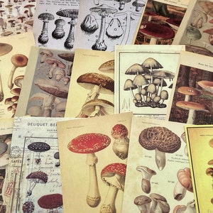 15 old pictures mushrooms, collage paper, 10 x 14 cm, vintage, ephemera for junk journals, planners, scrapbooking, collages, bullet journals