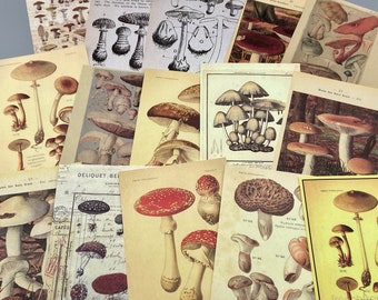 15 old pictures mushrooms, collage paper, 10 x 14 cm, vintage, ephemera for junk journals, planners, scrapbooking, collages, bullet journals