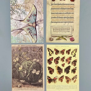 15 alte Bilder Schmetterlinge, Collagenpapier, 10 x 14 cm, vintage, Ephemera für Junk Journals, Planer, Scrapbooking, Bullet Journals Bild 3