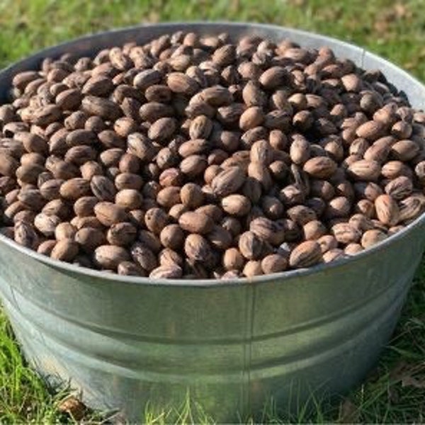 12 pounds Stuart Pecans in Shell 2023 Crop Organic Georgia Hand Picked and Sorted Active