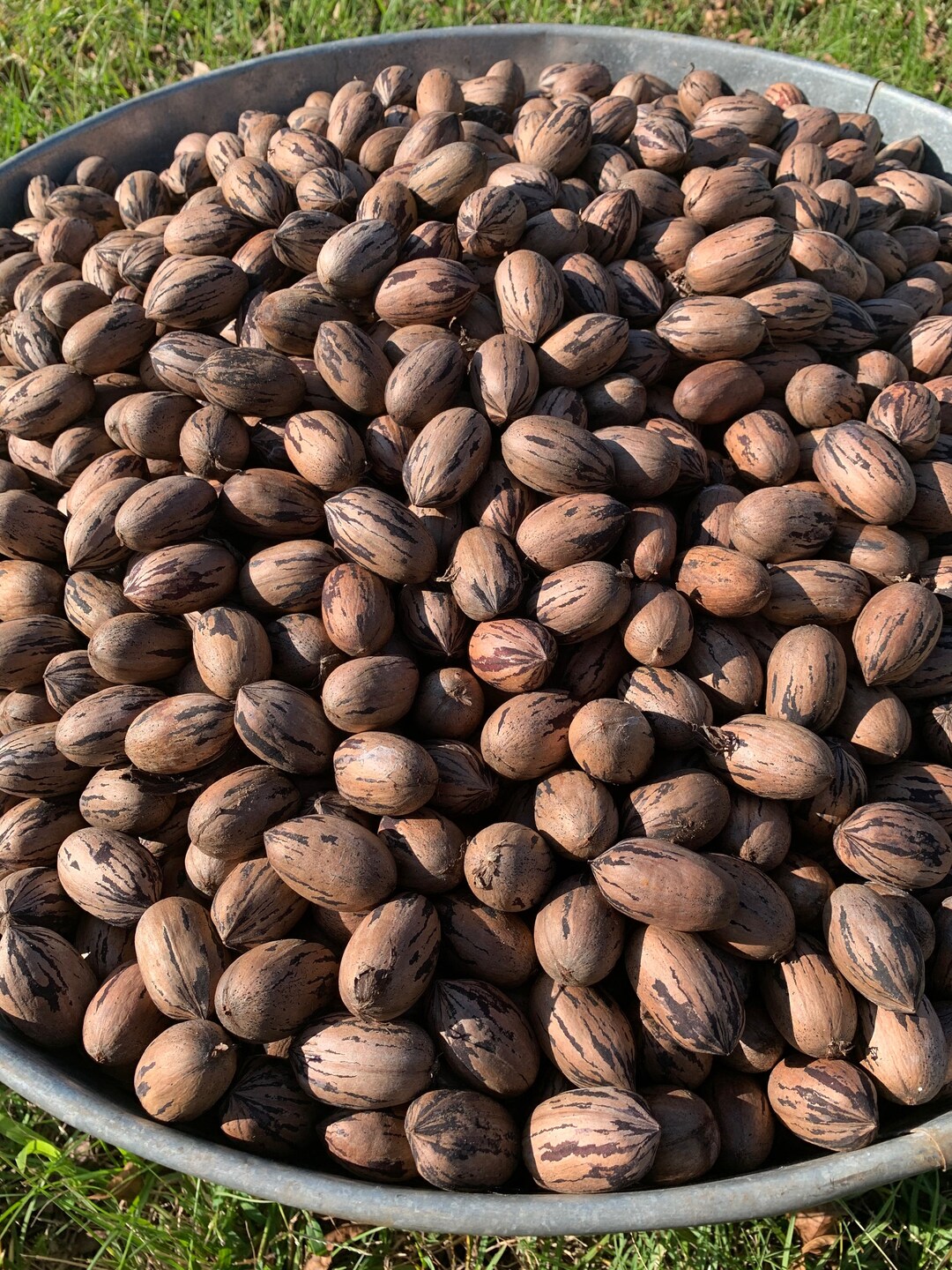 5 Pounds Stuart Pecans in Shell 2023 Crop Organic Hand Etsy