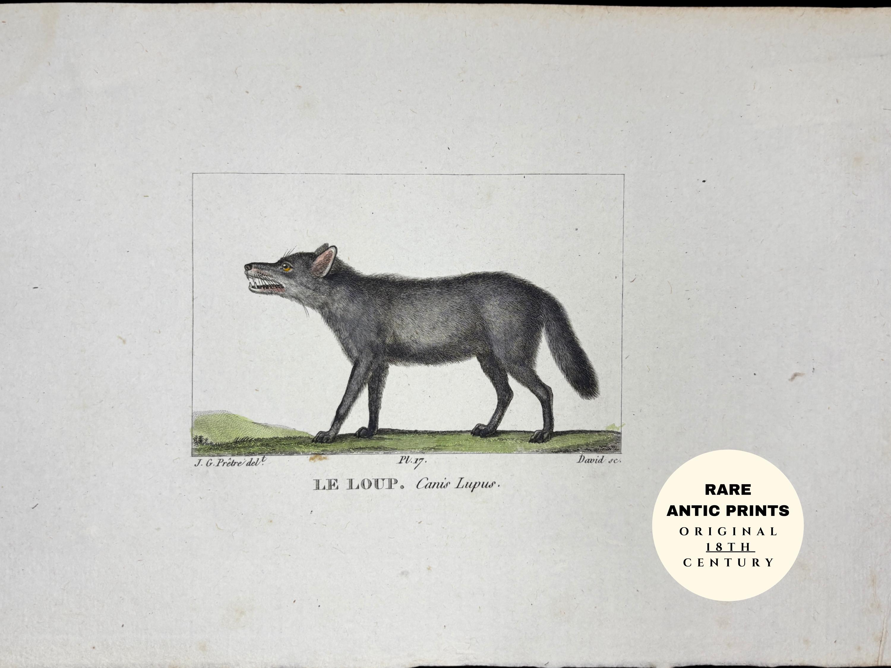 Antique Wolf Engraving - Etsy, image size:3000x2250