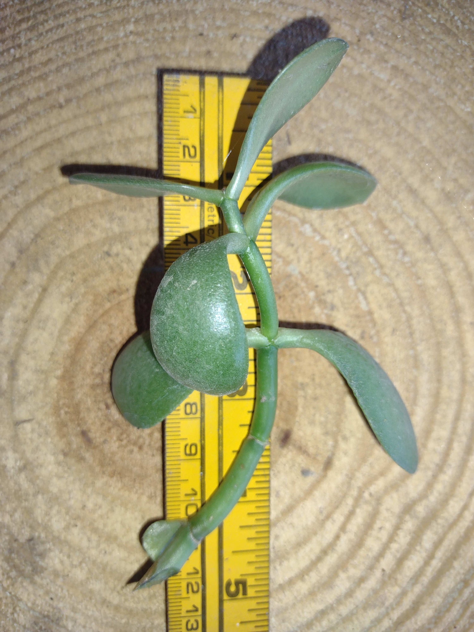 Jade plant cutting Etsy