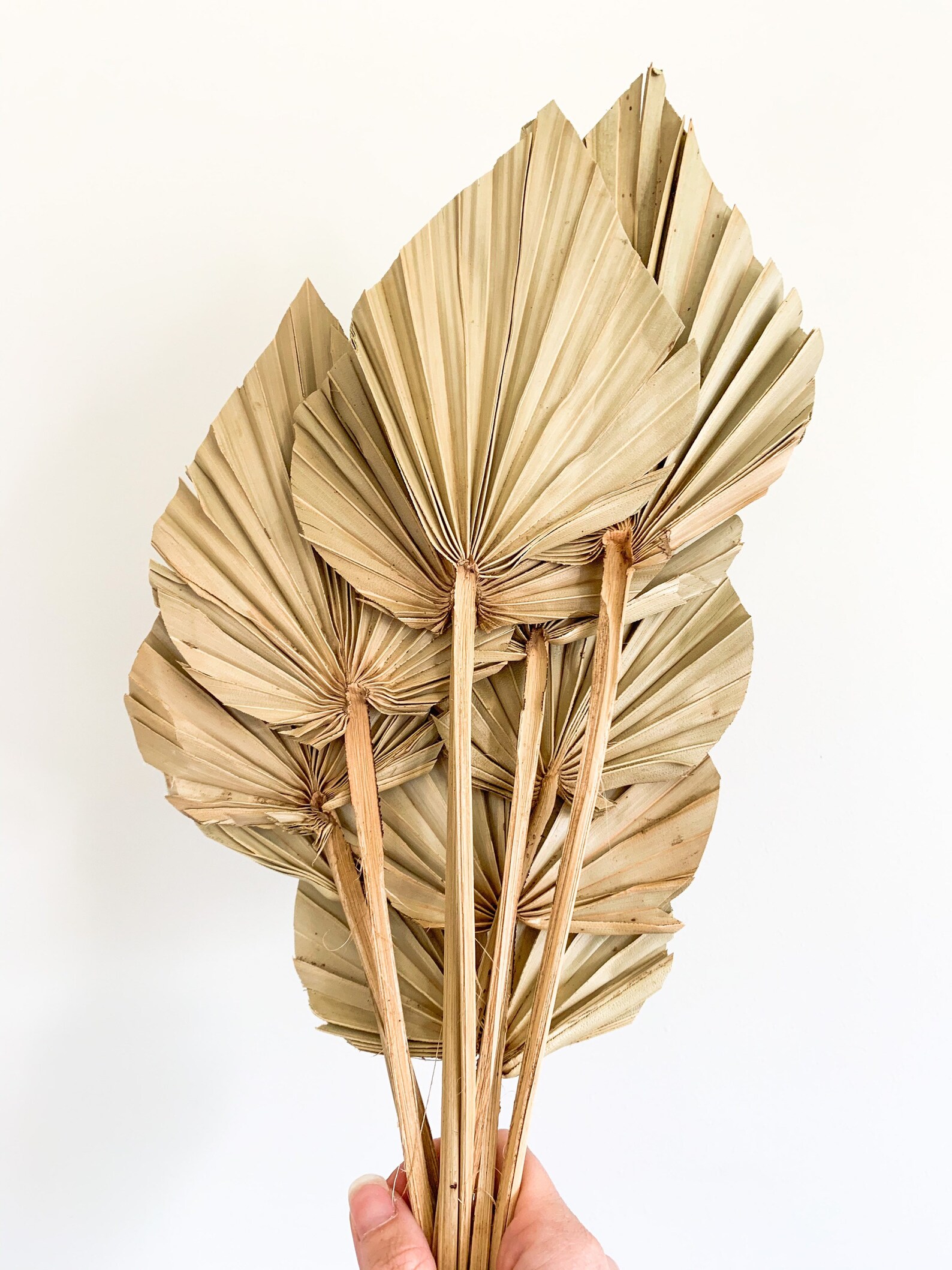 Dried Palm Spears Natural Dried Palm Leaves Boho DIY Etsy