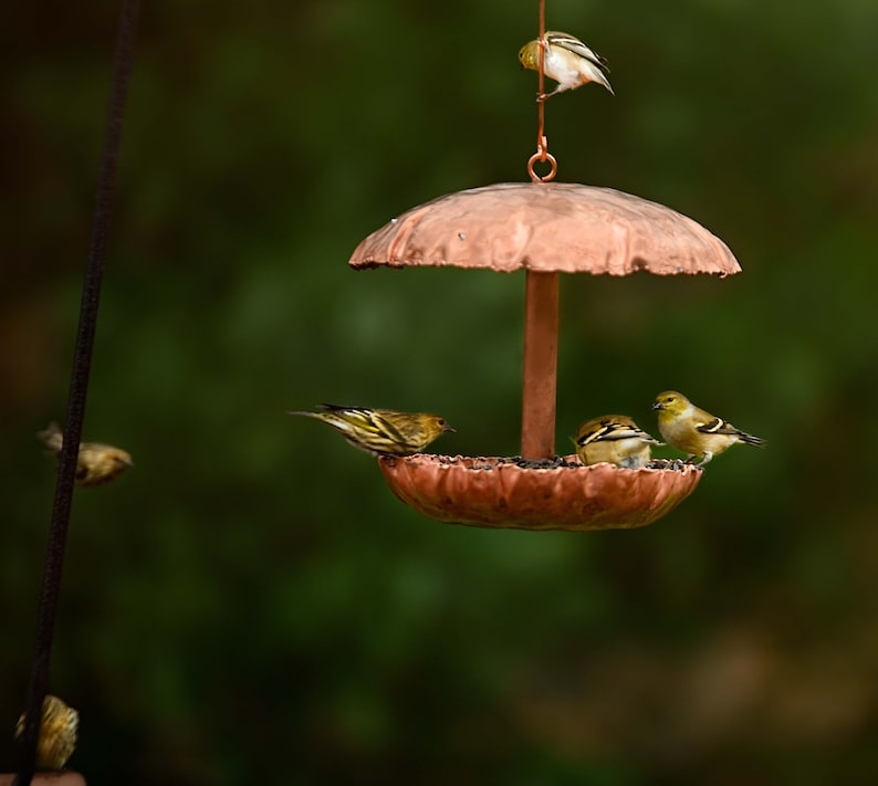 Pure Copper Bird Feeder image 3