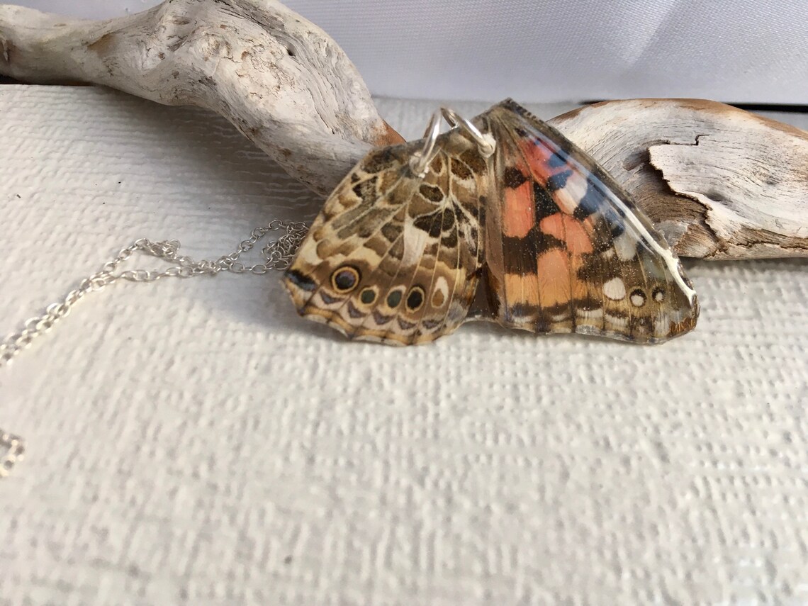 Half Real Pink Lady Butterfly Etsy