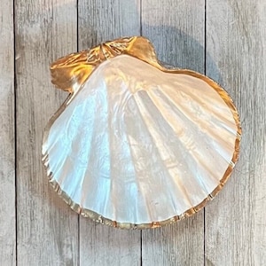 Scallop Shell Ring Dish, Jewelry Tray, Beach Themed Gift, Seashell Ring Holder, Wedding Present, Flat Lay Props, Bridesmaid Gift