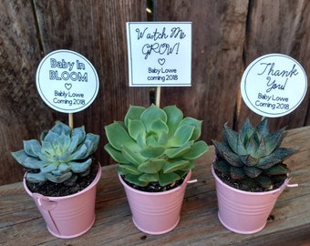 Succulent Favors Baby Shower Etsy
