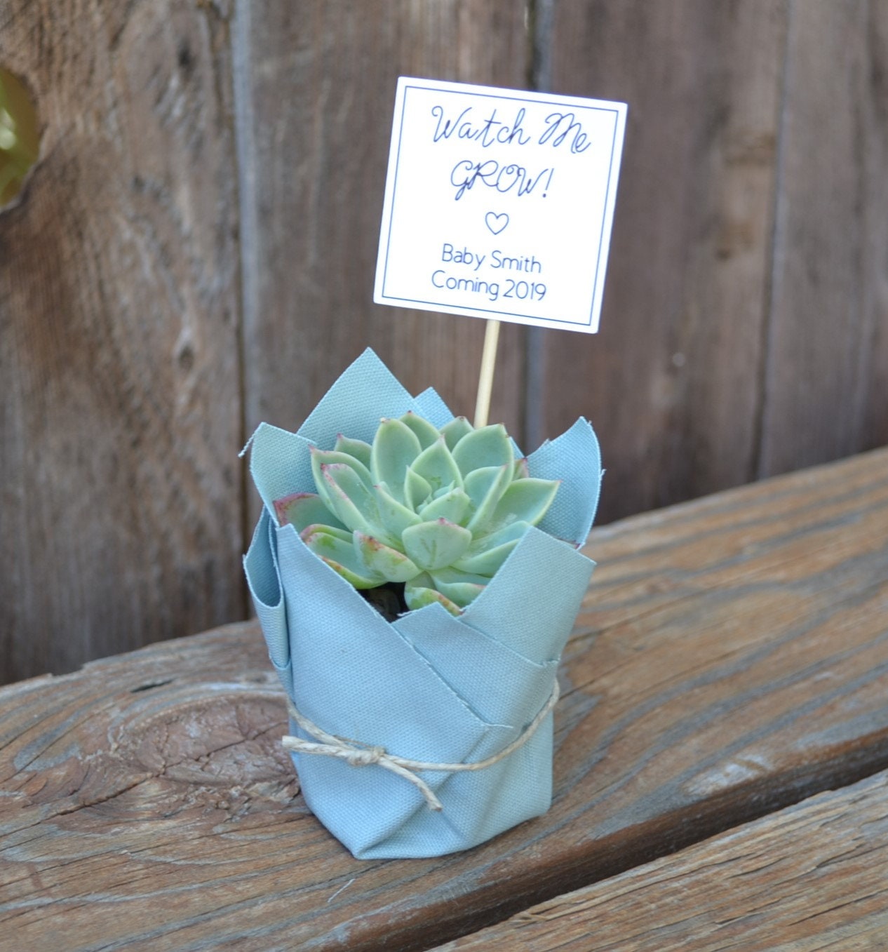 Wrapped SUCCULENT FAVORS. Baby Shower. Wedding. Birthday. Etsy