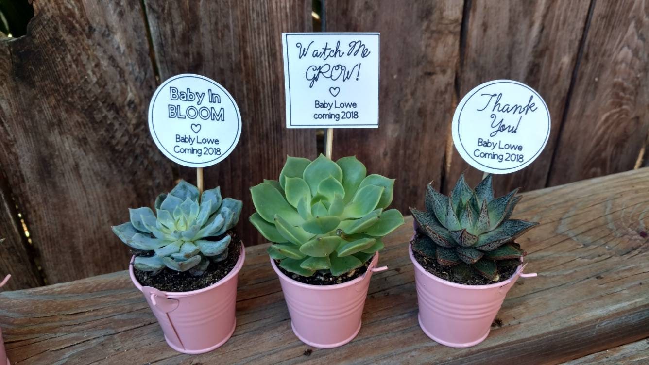 PINK SUCCULENT FAVORS. Baby shower pink party favors. Thank Etsy