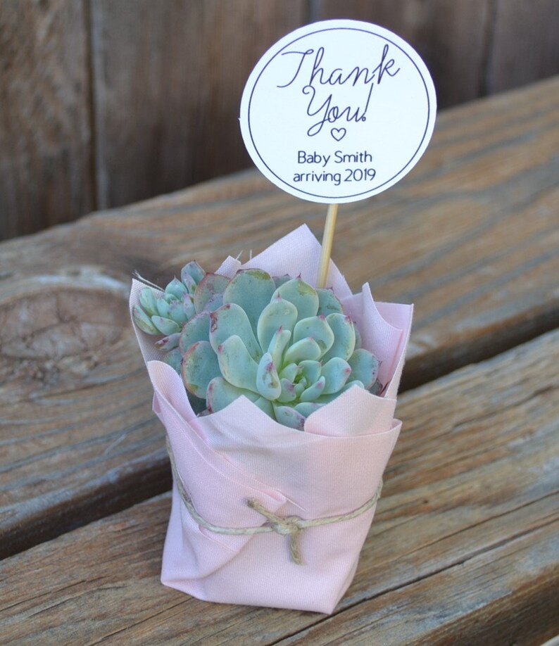 Wrapped SUCCULENT FAVORS. Baby Shower. Wedding. Birthday. Etsy