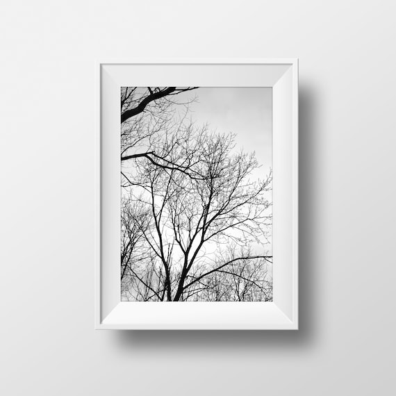 Black And White Forest Wallpaper Kmart - Nature Wallpaper