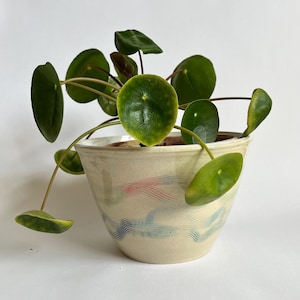 Peut inclure: Une plante Pilea peperomioides aux feuilles rondes vert foncé dans un bol en céramique crème. Le bol présente un motif peint à la main de lignes ondulées horizontales dans des tons de bleu et de rose sur la surface extérieure.