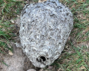 Bald Face Hornet Nest