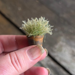 Op de afbeelding: Een miniatuurplant in een pot met een kleine, bruine, cilindrische pot met een donkere, verweerde textuur. De plant bestaat uit fijne, lichtgroene, vezelige structuren die lijken op delicaat gras of mos en uit de pot steken.