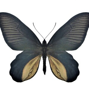 May include: A black butterfly with iridescent blue wings and a yellow-brown pattern on the underside.