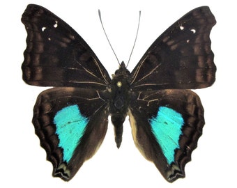 Real Blue Doxocopa Cyane Butterfly, spread, laminated or unmounted