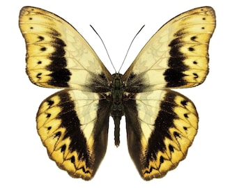 Real Cymothoe Herminia Glider Butterfly, Spread, laminated, or unmounted