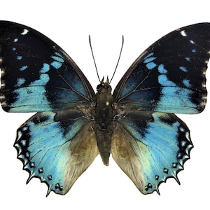 Real A1 Blue Charaxes smaragdalis, Western blue charaxes butterfly, Peru, Nymphalidae, Wings Closed or Wings Spread, Option Laminated Wings
