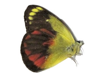 Real Delias Caeneus Butterfly, Indonesia, Spread or Closed Wings
