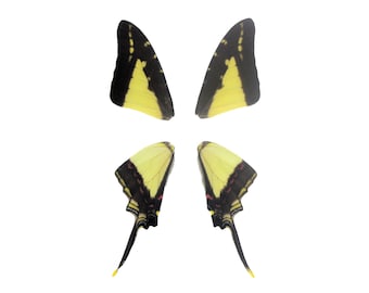 Laminated Butterfly Wings, Yellow & Black, Papilionidae, Peru