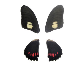 Laminated Eurytides Butterfly Wings, Harmodius Species, Peru, Matching Pair
