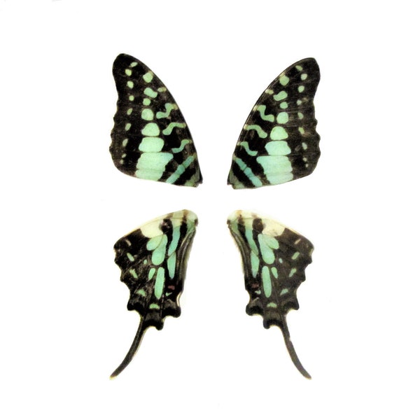 4 real Graphium antheus butterfly wings, Africa, Papilionidae, Matching Wings, Wings From The Same Butterfly, Insect, Taxidermy,