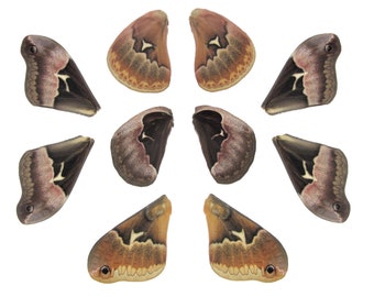 10 real Callosamia angulifera wings Pairs, the tuliptree silkmoth or giant silkmoth,Saturniida