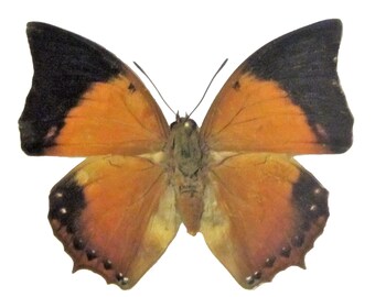 One Real Charaxes Bernardus Crepax, Malaysia, Wings Closed or Wings Spread, Nymphalidae, insect taxidermy