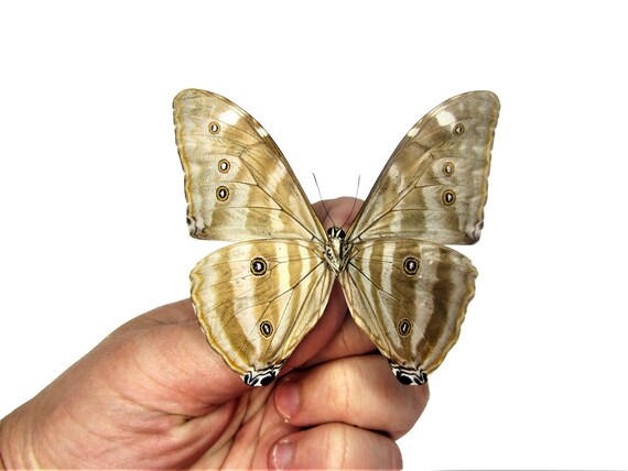 One Real Blue Morpho Adonis Huallaga Butterfly, Peru, Wings Closed