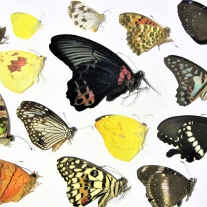 May include: A collection of various butterflies with different patterns and colors, including black, yellow, brown, and orange, against a white background. The butterflies are displayed in a scattered arrangement.