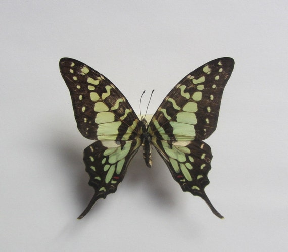 Danaus chrysippus,Unmounted butterfly