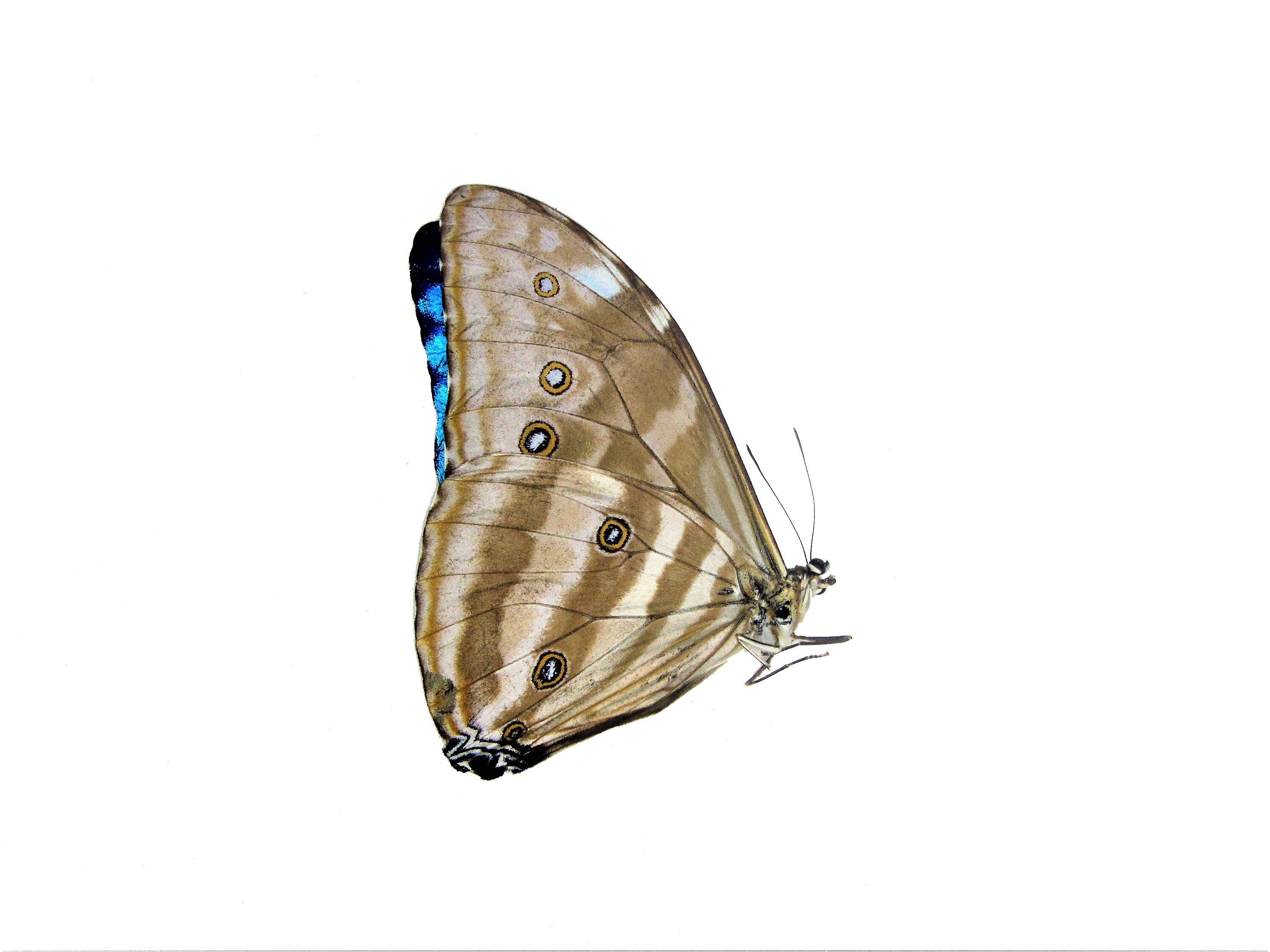 One Real Blue Morpho Adonis Huallaga Butterfly, Peru, Wings Closed