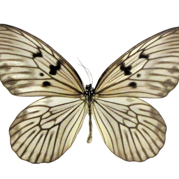 Rice Paper Butterfly Etsy