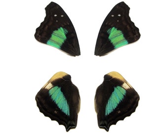Real Doxocopa cherubina "Sparkling Cherub" Butterfly, spread, laminated or unmounted