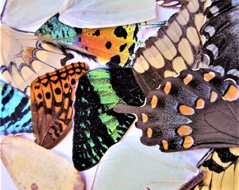 50 Real Butterfly Wings, Assorted Colors, Craft Supplies