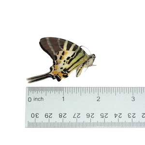Real Graphium Decolor Butterfly, May Be Missing or Have Broken ...