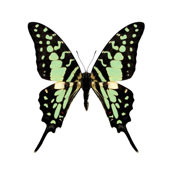 One Real Green Graphium Antheus swallowtail Butterfly, Africa, Wings Closed or Wings Spread, Papilionidae, Option Laminated Wings