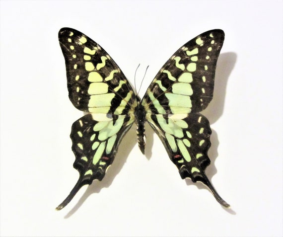 Real Dried Insect//Butterfly//Moth Non-Set.African Blue//Green Graphium antheus