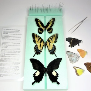 Beginner Butterfly Mounting Kit with Papilio and Insect Pins