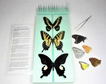 Beginner Butterfly Mounting Kit with Papilio and Insect Pins
