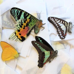May include: Four butterflies pinned to white paper. The butterflies are a green and black moth, a white and black butterfly, a yellow butterfly, and a green and black butterfly.